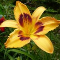 Hemerocallis „Radiant Greetings” fot. KG
