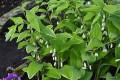 Polygonatum falcatum „Variegatum” - kwiaty