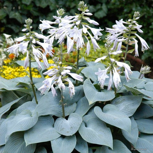 Hosta "Bulletproof"