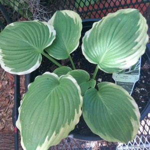 Hosta „Bridal Falls” - funkia
