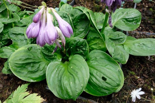Hosta "Fruit Cup"