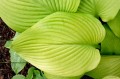 Hosta "Key West"