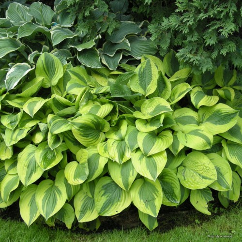 Hosta "Moon Split"