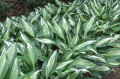 Hosta "Snake Eyes"