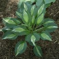 Hosta "Snake Eyes"