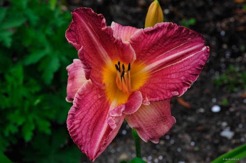 Hemerocallis „Olga”