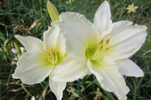 Hemerocallis WHITE - liliowiec biały/kremowy 5 sztuk, 2m bieżące nasadzenia