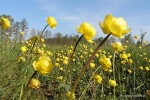 Trollius europaeus - pełnik europejski 100 sztuk