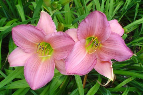 Hemerocallis PINK
