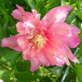Paeonia "Julia Rose" fot. KG