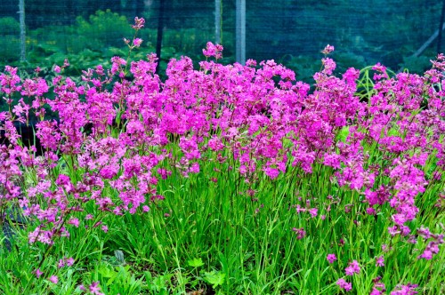 Lychnis viscaria