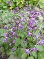 Epimedium grandiflorum "Lilafee" fot.KG
