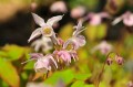 Epimedium "Akebono"