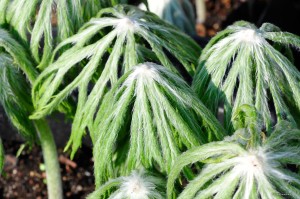 Syneilesis aconitifolia - synejlesis tojadolistna