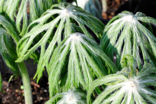 Syneilesis aconitifolia wiosną