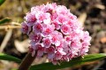 Darmera peltata
