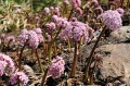 Darmera peltata