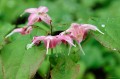 Epimedium "Pretty in Pink"