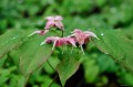 Epimedium "Pretty in Pink"