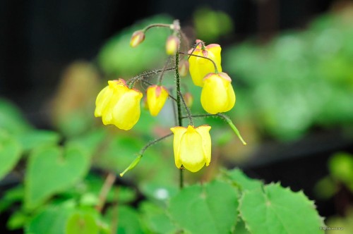 Epimedium "Sunny and Share"
