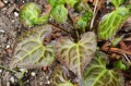 Beesia calthifolia