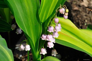 Convallaria majalis „Zebra” - konwalia majowa 