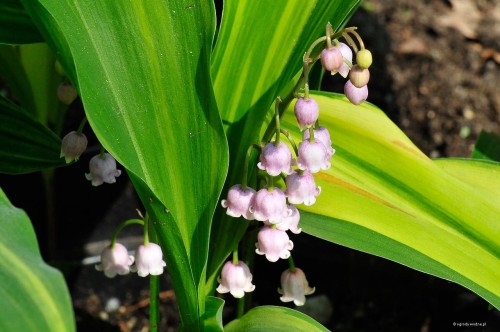 Convallaria majalis „Zebra”