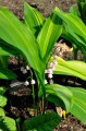 Convallaria majalis „Zebra”