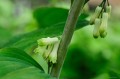 Polygonatum Betberg - kwiat