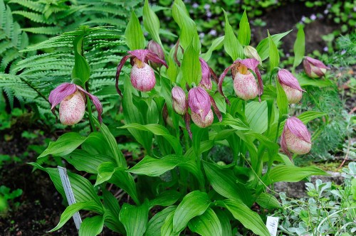 Cypripedium "Philipp"