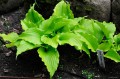 Hosta "Cranberry Wine"