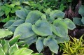 Hosta "Olive Bailey Langdon"