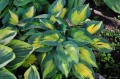 Hosta "Forbidden Fruit"