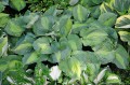 Hosta "Beyond Glory"