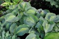 Hosta "Beyond Glory"