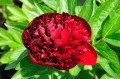 Paeonia "Peter Brand"