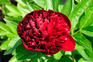 Paeonia lactiflora „Peter Brand” - piwonia chińska