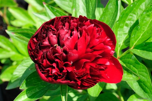 Paeonia "Peter Brand"
