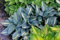 Hosta "Party Popper"