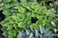 Hosta „Luna Moth”
