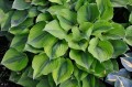 Hosta „Luna Moth”