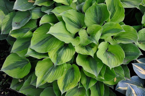 Hosta „Luna Moth”