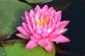 Nymphaea "Jakkaphong"
