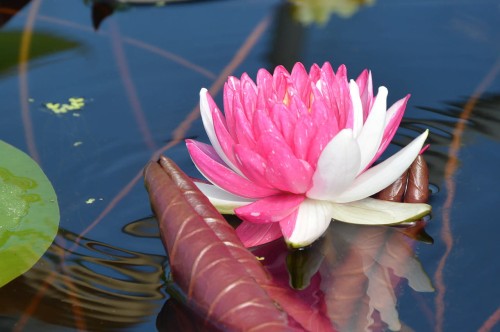 Nymphaea "Jakkaphong"
