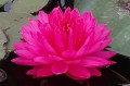 Nymphaea "Fuchsia Pom Pom"