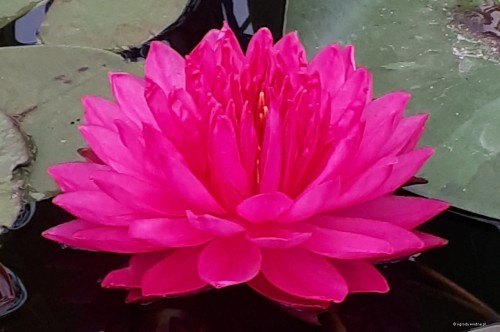 Nymphaea "Fuchsia Pom Pom"