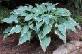 Hosta „Venetian Skies”