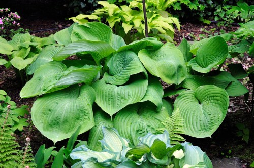 Hosta "Sum and Substance"