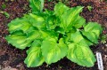 Hosta „Lakeside Paisley Print” wiosną
