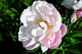 Paeonia "Lady Alexandra Duff"